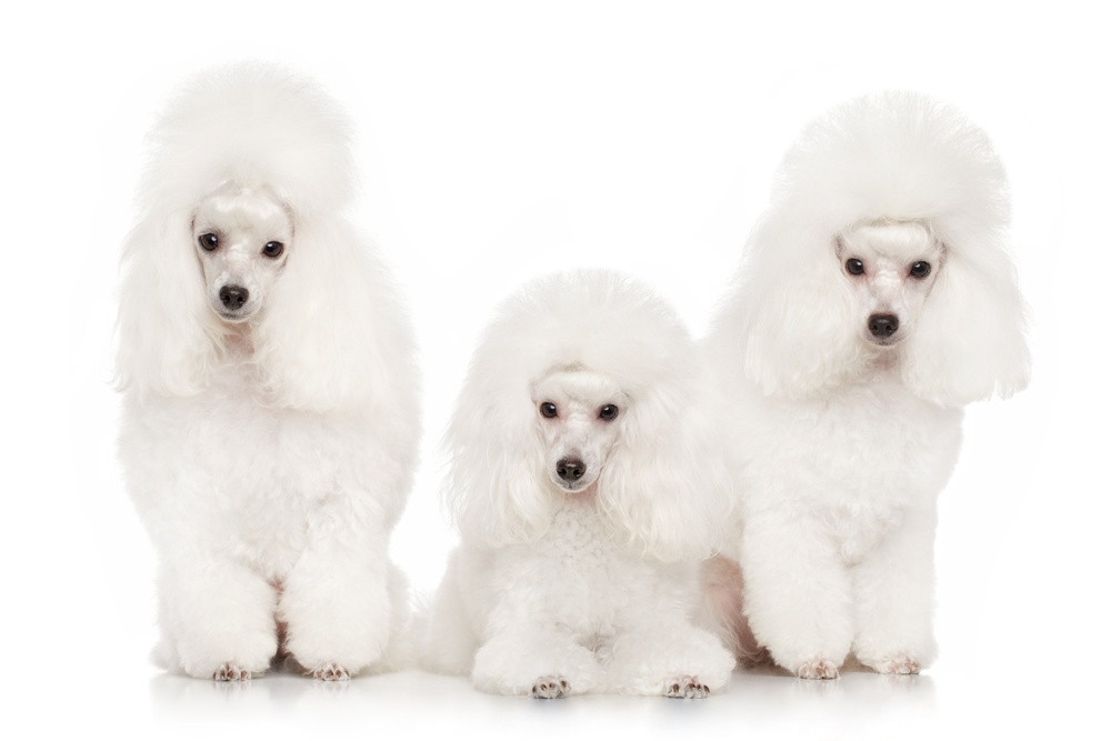 Group of Poodles - auction package sample