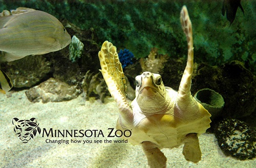 MN_Zoo_Turtle.jpg