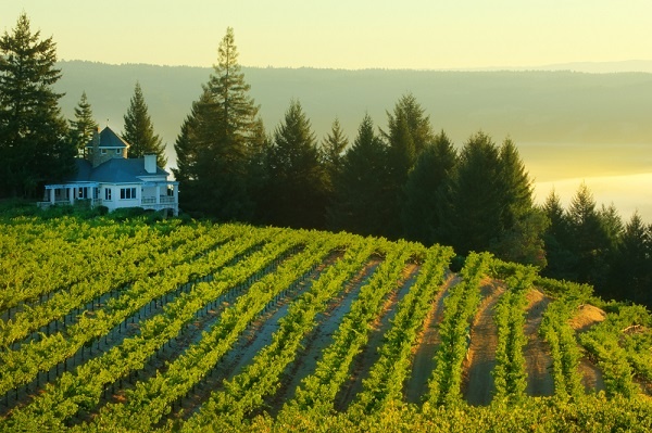 Wine country auction travel packages