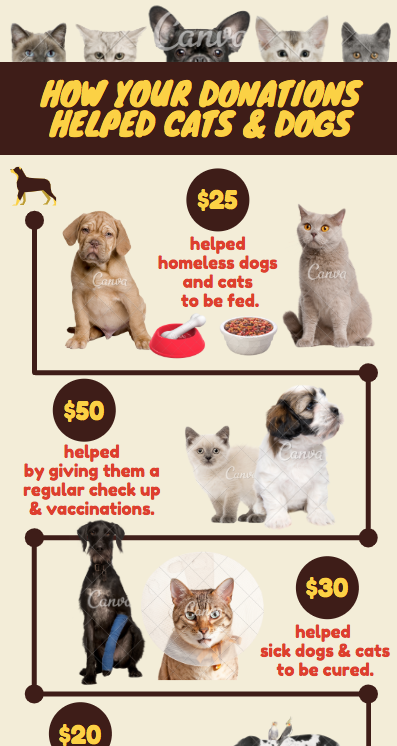 How your Donations Helped Cats & Dogs