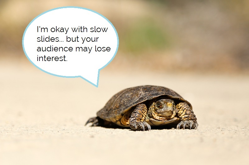 Slow turtle caption.jpg