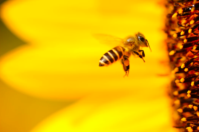 bee yellow flower